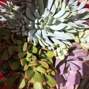 Meet your Posher, Cami